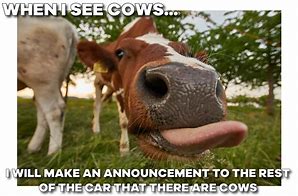 Image result for Funny Cow Memes