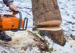 Image result for Felling a Tree Properly