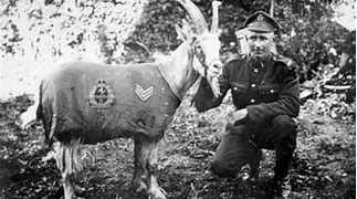 Image result for Animal Heroes World War 2