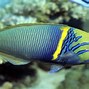 Image result for Blue Burn Saltwater Fish