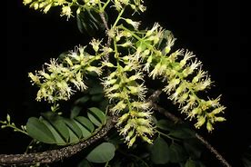 Image result for cabreuva Myrocarpus fastigiatus,plant images