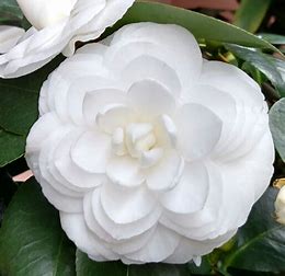 Image result for white camellia