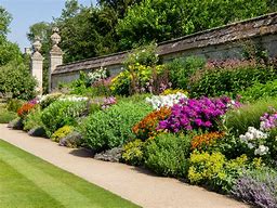 Image result for Herbaceous Border Plants