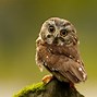 Image result for Ground Owl