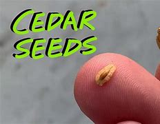Image result for Cedar Tree Seeds