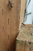 Image result for Carpenter Ant Extermination Cost