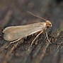Image result for Clothes Moths Identification
