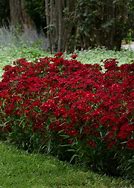 Image result for Dianthus Classic Coral - 1 Container