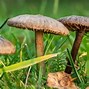 Image result for What to Eat Off Shroom