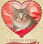 Image result for Funny Cat Kitten Valentine