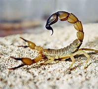 Image result for Fat-Tailed Scorpion