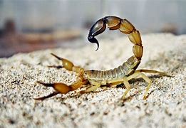 Image result for Black Scorpion Tail