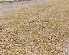 Image result for Straw Mulch at Lowe's