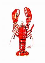 Image result for Lobster Sketch