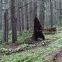 Image result for Grizzly Bear Standing Upright