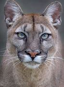 Image result for Puma Big Cat Polo Shirt