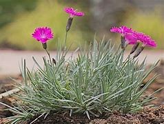 Image result for Low Mounding Perennials with White Flowers