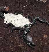 Image result for Emperor Scorpion Babies