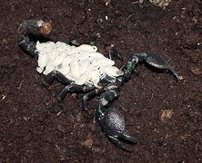 Image result for Baby Scorpion or Spider
