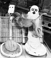 Image result for Rhesus Monkey Experiment
