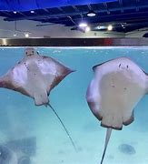 Image result for Fort Worth Aquarium