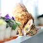 Image result for Bengal Cat Photos