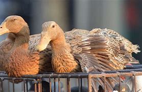 Image result for Deadly Bird Flu
