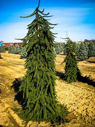 Image result for Norway Spruce - Norway Spruce