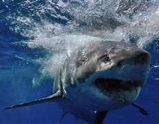 Image result for Shark Species in Australia