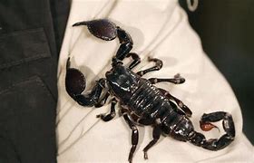Image result for Scorpion Animal Pet