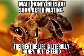 Image result for Honey Bee Funny