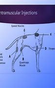 Image result for Intramuscular Injection Dog