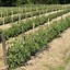 Image result for DIY Tomato Stakes in Pot