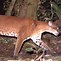 Image result for Snare Hunting