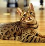 Image result for Domestic Bengal Cat