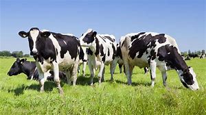 Image result for cow grup