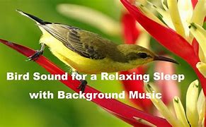 Image result for Relaxing Piano Music: Sleep Music, nature and birds Sounds, Relaxing Music, Meditation Music