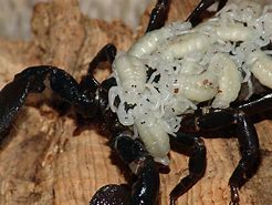 Image result for Scorpion Babies
