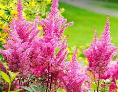 Image result for Perennial Bushes