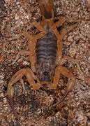 Image result for Brazilian Yellow Scorpion