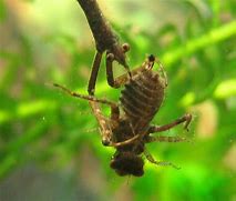 Image result for Scorpion Dragonfly