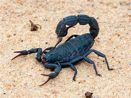 Image result for Most Deadly Scorpion