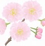 Image result for Chinese Cherry Blossom Clip Art