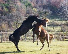 Image result for Bosnian Mountain Horse