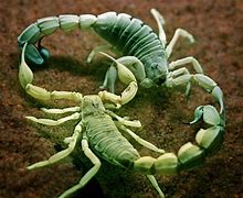 Image result for Tropical Scorpion