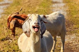 Image result for Funny Goat