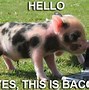 Image result for Here Is a Pig to Brighten Your Day Meme