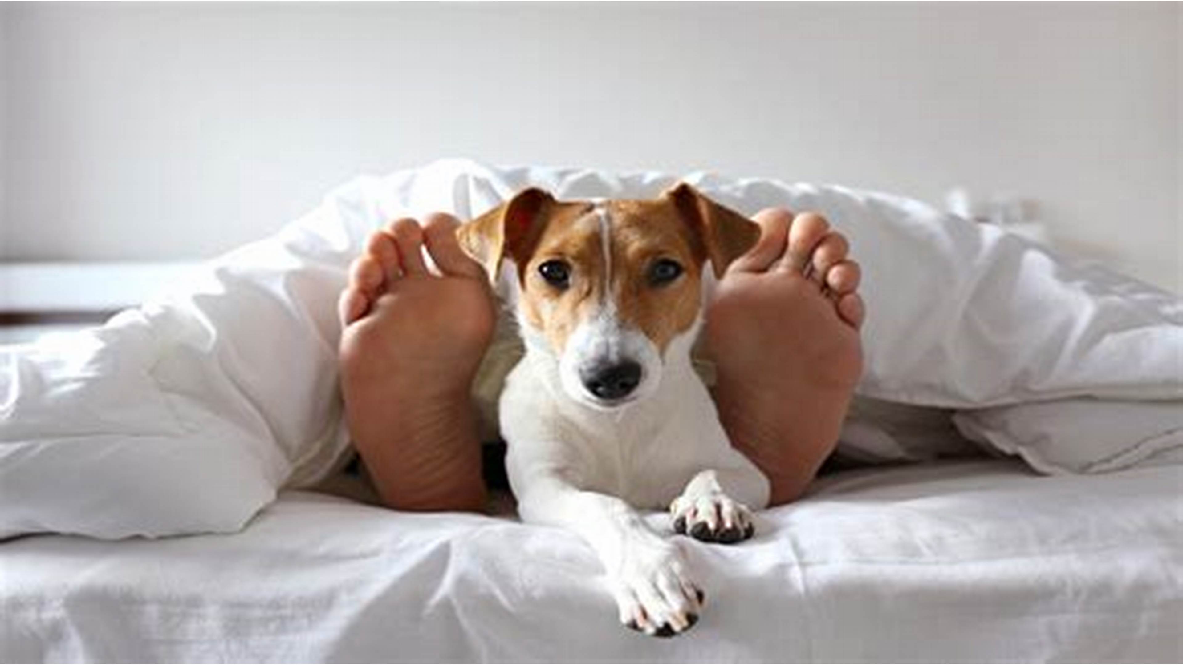 Reasons Why Your Dog Sleeps at Your Feet That Might Surprise You