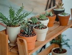 Image result for Green Potted Plants