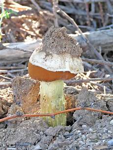 Desert Colors: Mushrooms